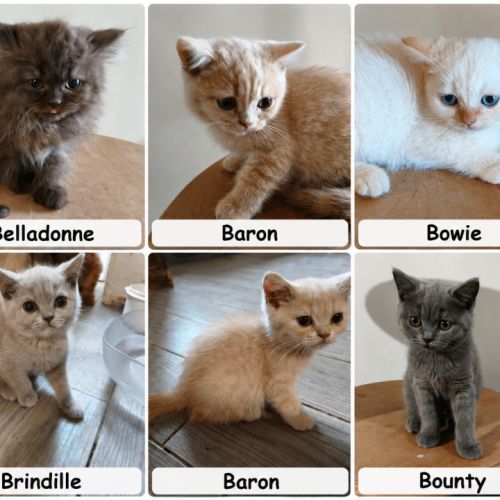 Tres beaux british shorthair