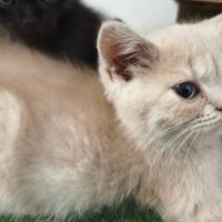 Tres beaux british shorthair