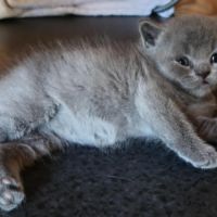 Magnifique petit bleu #1