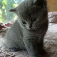 Magnifique petit bleu #2