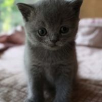 Magnifique petit bleu