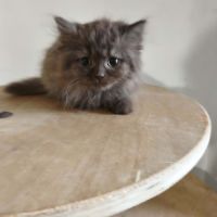 Tres beaux british shorthair