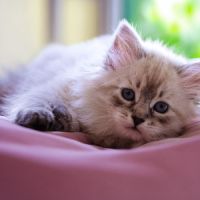 Magnifiques chatons sibériens - lignée de champion #1