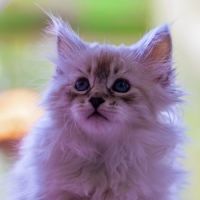 Magnifiques chatons sibériens - lignée de champion #3