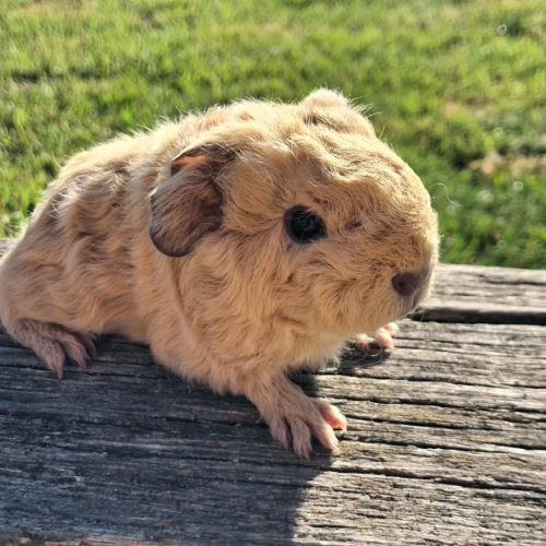 Bébé cochon d'inde #2