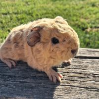 Bébé cochon d'inde #2