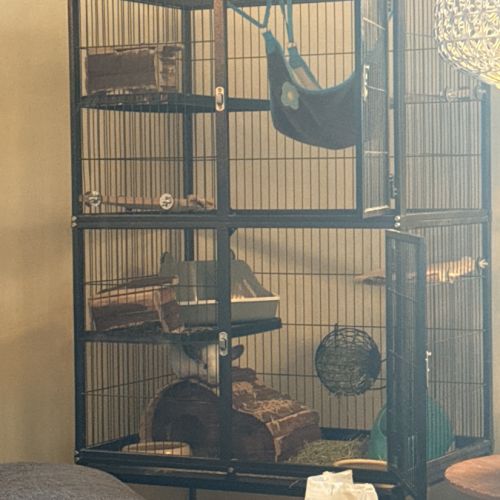 2 chinchillas mâles