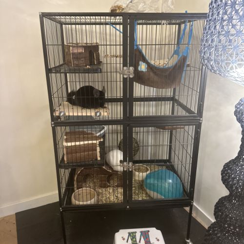 2 chinchillas mâles #3