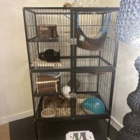 2 chinchillas mâles #3