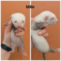 Furets à réserver