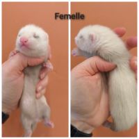 Furets à réserver #3
