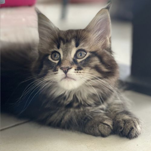 Blue - femelle brown tabby - maine coon loof #3