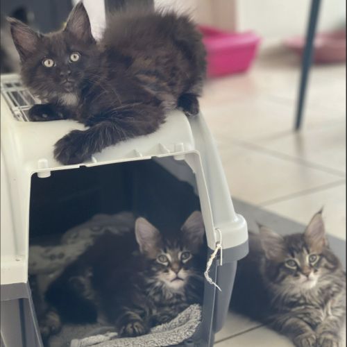 Blue - femelle brown tabby - maine coon loof #0