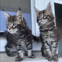 Blue - femelle brown tabby - maine coon loof #1