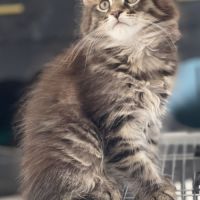 Blue - femelle brown tabby - maine coon loof #2