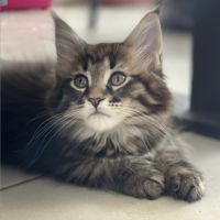 Blue - femelle brown tabby - maine coon loof #3