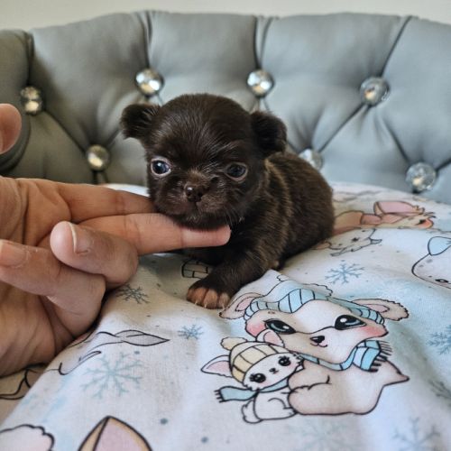 Chihuahua #2