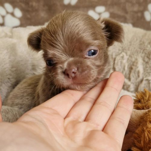 Chihuahua #7