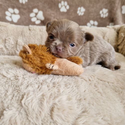 Chihuahua #8