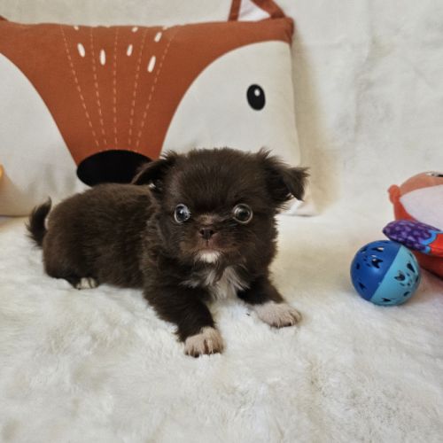 Chihuahua #1