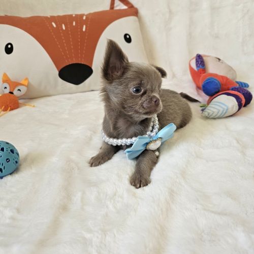 Chihuahua #5
