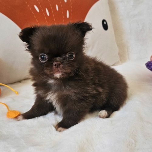 Chihuahua