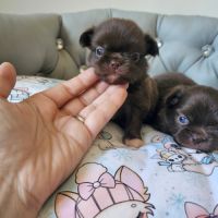 Chihuahua #1