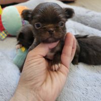 Chihuahua #3