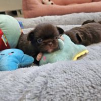 Chihuahua #5