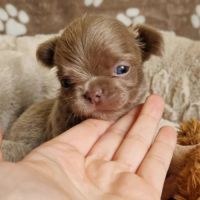 Chihuahua #7