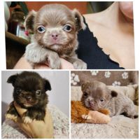 Chihuahua