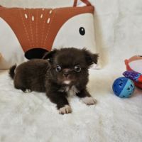 Chihuahua #1