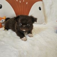 Chihuahua #2