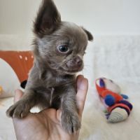 Chihuahua #4