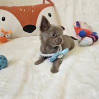 Chihuahua #5