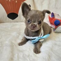 Chihuahua #6