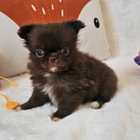 Chihuahua