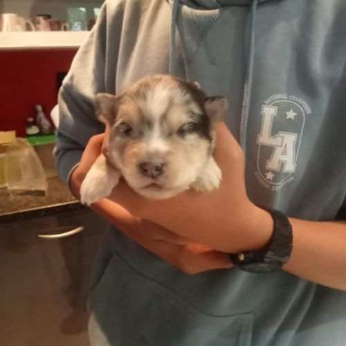 Chiots pomsky f3 #1
