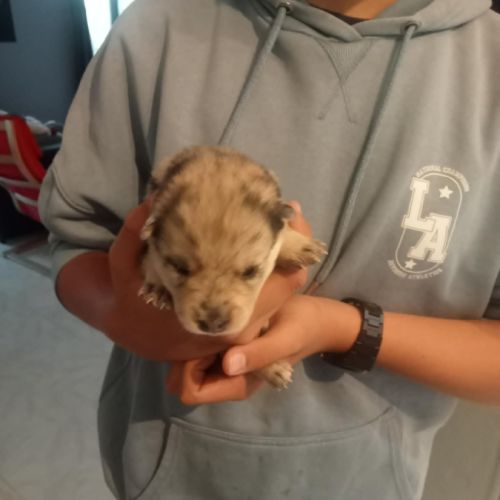 Chiots pomsky f3 #5