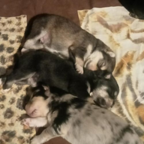 Chiots pomsky f3 #7