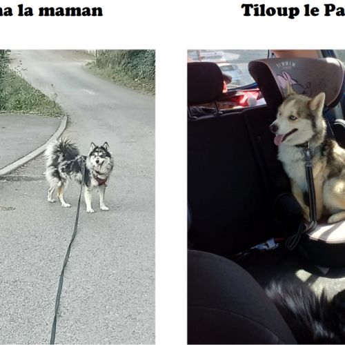 Chiots pomsky f3 #8