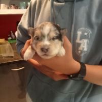 Chiots pomsky f3 #1