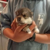 Chiots pomsky f3 #2