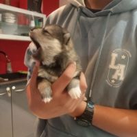Chiots pomsky f3 #3