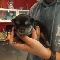 Chiots pomsky f3 #4