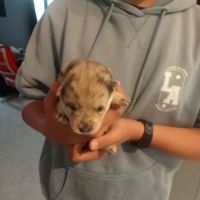 Chiots pomsky f3 #5