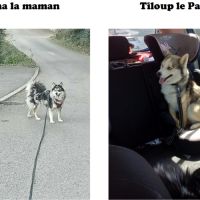 Chiots pomsky f3 #8