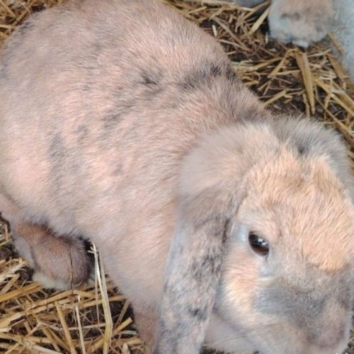 Lapin bélier femelle #0