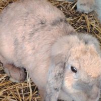 Lapin bélier femelle