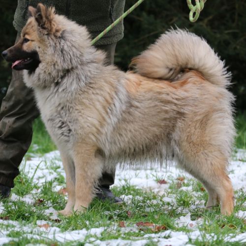 Femelle adulte eurasier #1